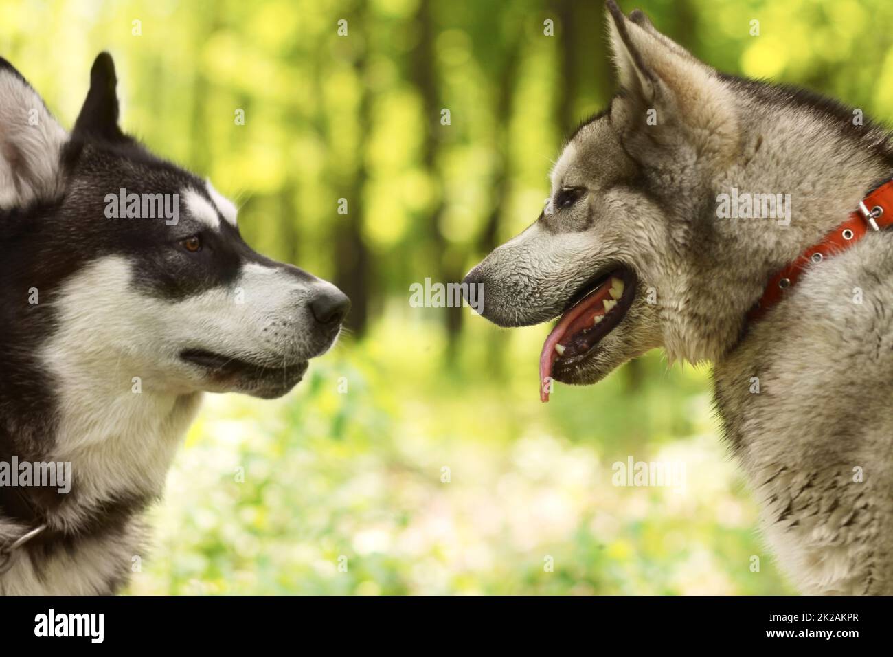 Ein gut sozialisierter Hund ist ein glücklicher Hund. Zwei Huskies, die sich im Park kennen lernen - Tierleben. Stockfoto
