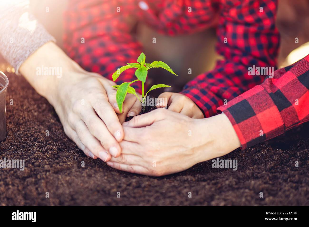 Vater, Mutter und ihr Kind halten eine junge Pflanze zusammen, die im Boden gewachsen ist. Stockfoto
