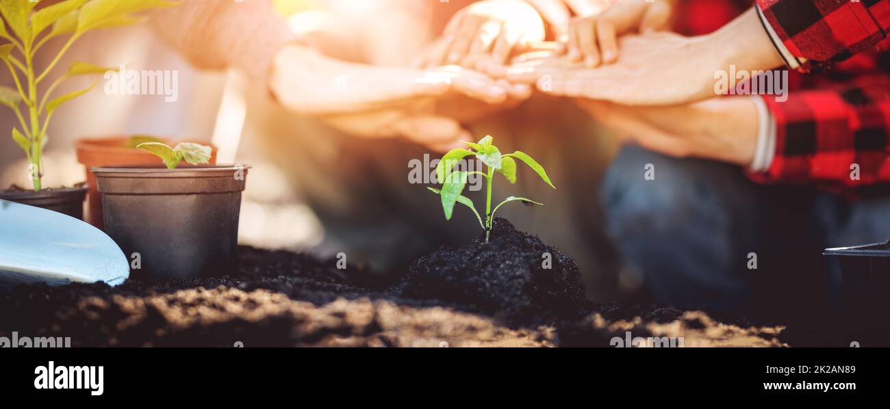 Vater, Mutter und ihr Kind halten ihre Hände über einer jungen Pflanze, die im Boden wächst. Stockfoto