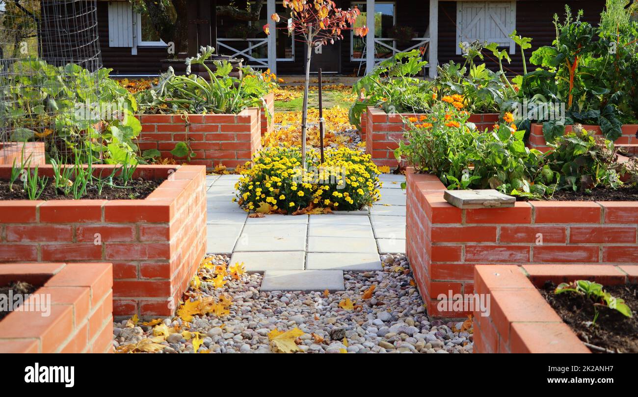 Hintergrund Herbst. Hochbeete Gartenbau in einem städtischen Garten Pflanzen Pflanzen Kräuter Gewürze Beeren und Gemüse. Ein moderner, unvergesslicher Garten mit erhöhten Ziegelbetten Stockfoto