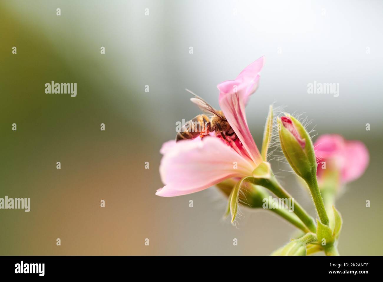 Bestäubung wird durchgeführt. Zugeschnittenes Bild einer Biene, die auf einer rosa Blume sitzt. Stockfoto