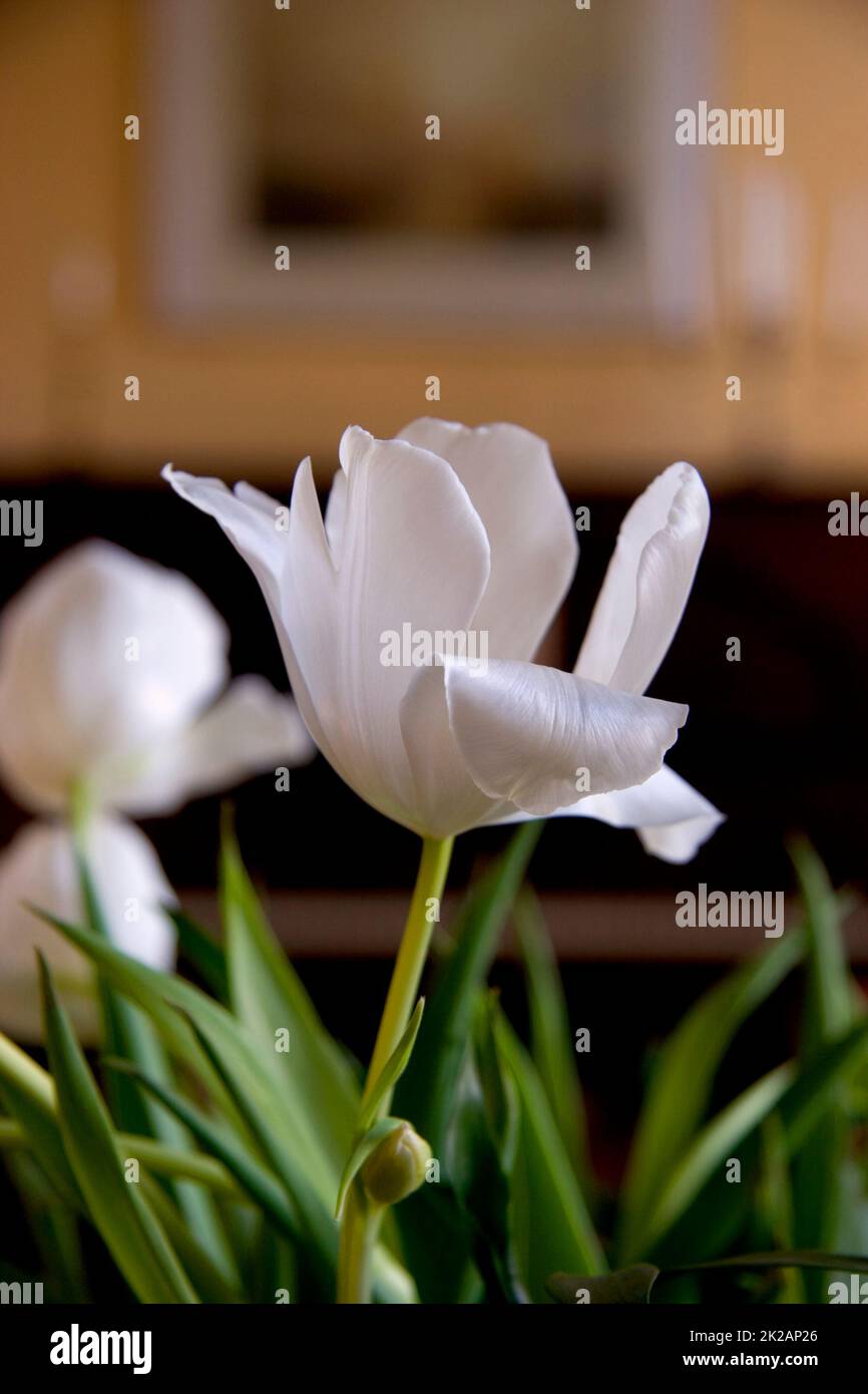 Tulpen. Ein Foto von schön in der Bibliothek. Stockfoto