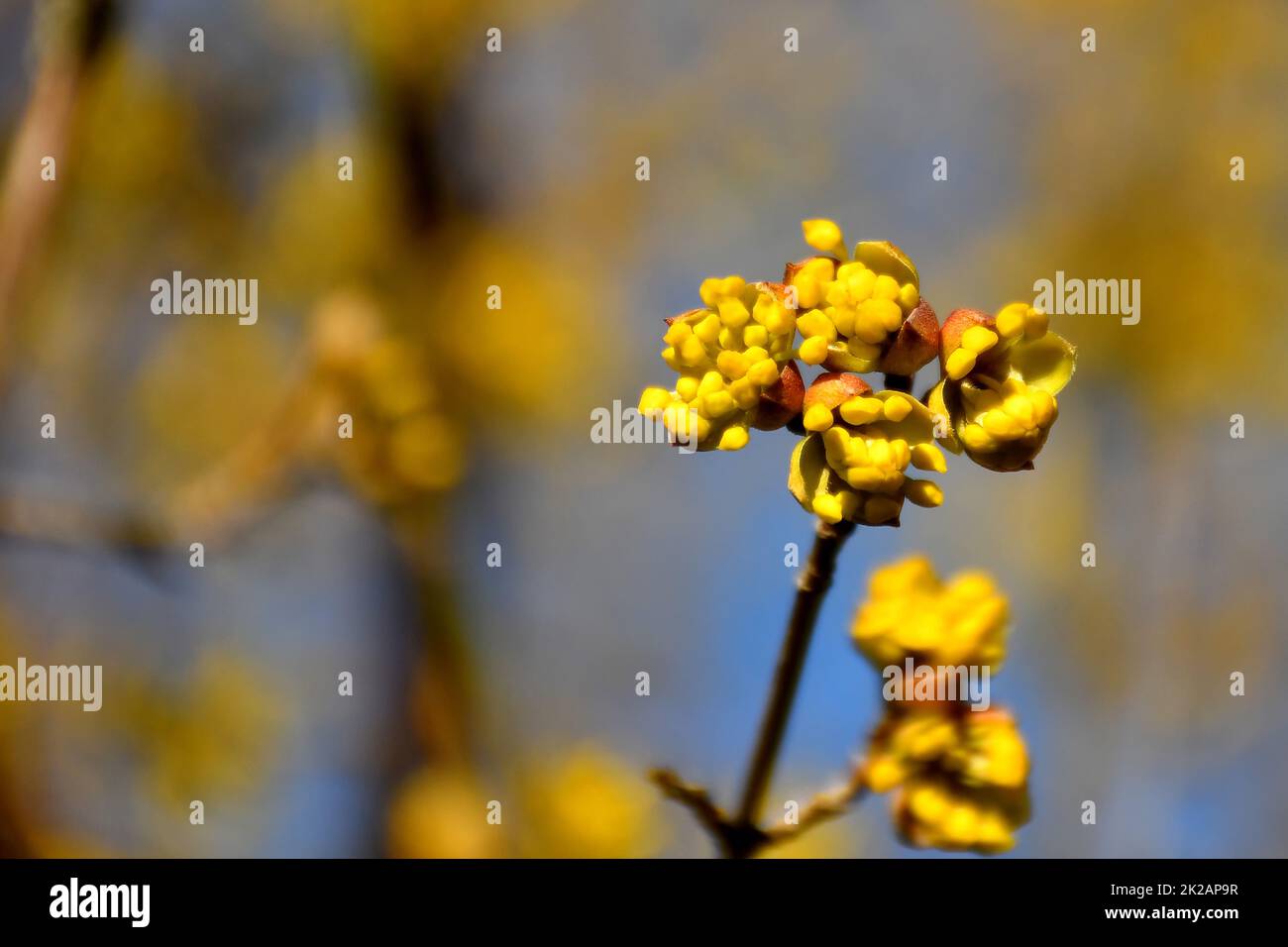 dogwood blüht im Frühjahr in Deutschland, chinesischer Heilbaum Stockfoto