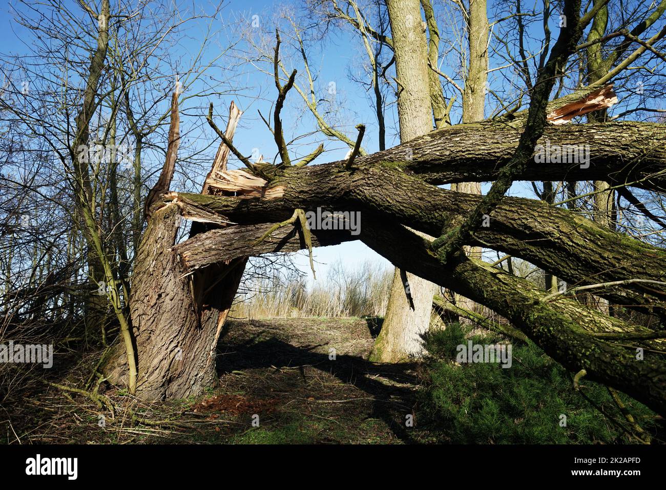 Ein riesiger Baum, der bei einem starken Sturm umgefallen ist