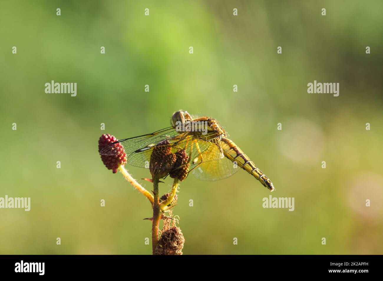 Gelbe Libellen befinden sich auf dem Pollen roter Blüten in der Natur. Stockfoto