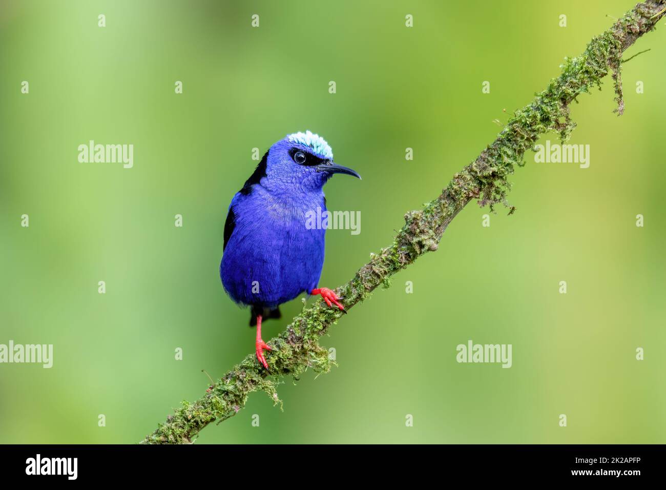 Rotbeiniger Honigbauch, Cyanerpes cyaneus, La Fortuna, Costa Rica Stockfoto