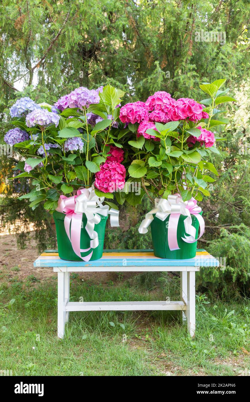 Ortensia Blumen - Hydrangea - als Dekorationsgarten. Romantisches und zartes Geschenk. Stockfoto