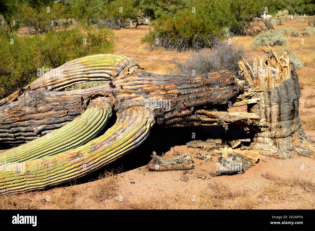 Toter Saguaro Cactus Sonora Wüste Arizona Stockfoto