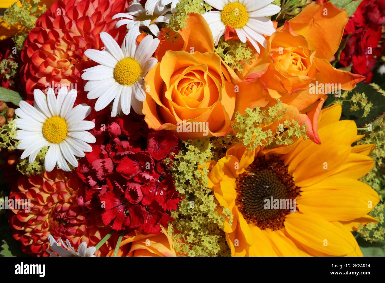 Sommerblumen Stockfoto