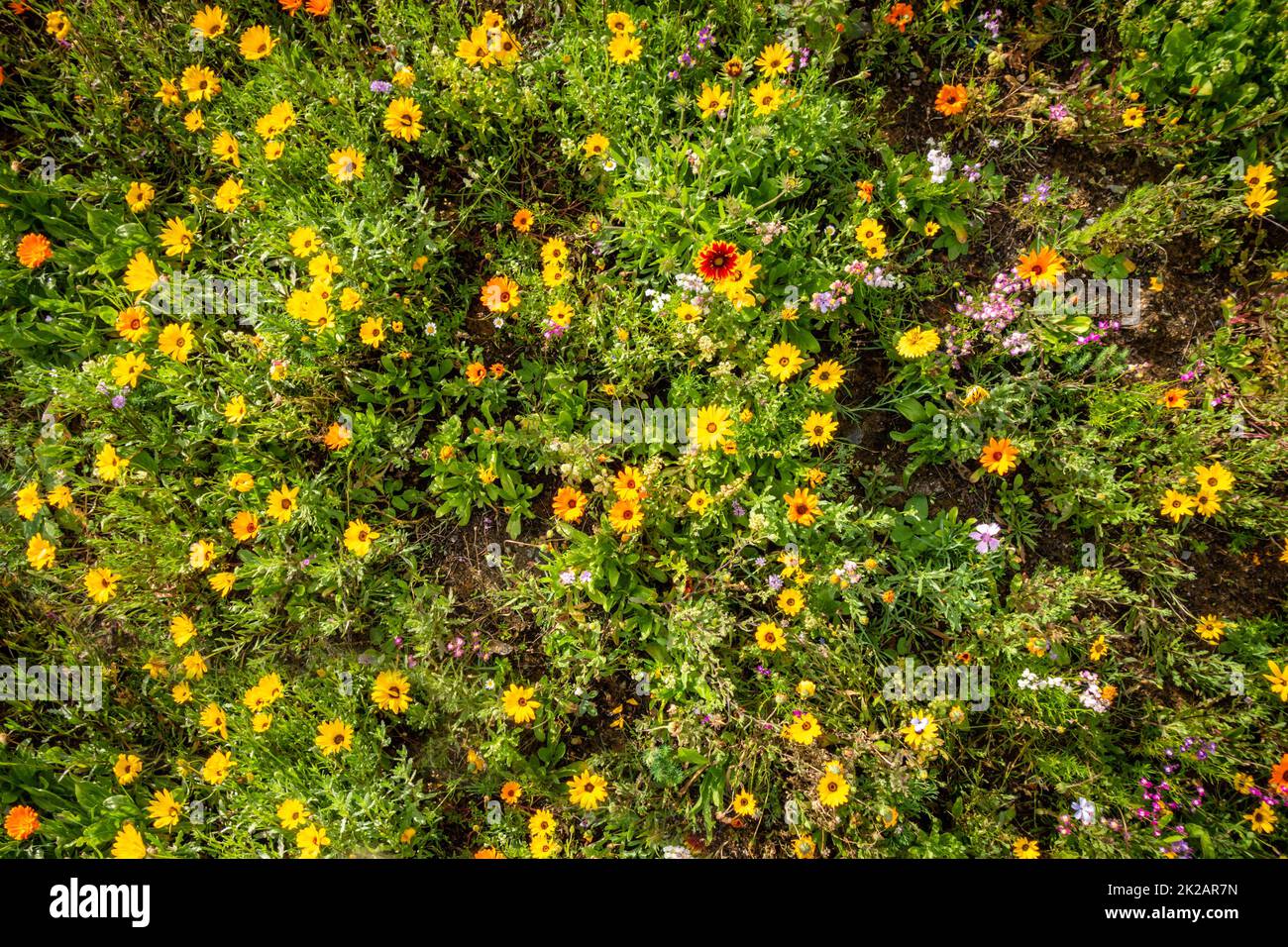 Gelbsonnenblumen in einem Garten Stockfoto