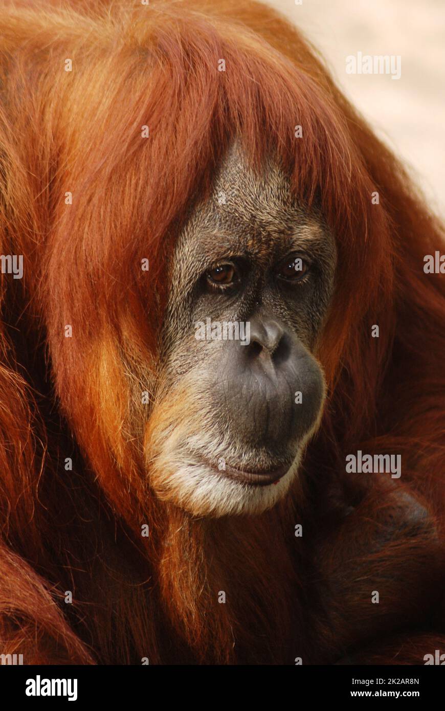 Porträt eines Orang-Utans, Regenwälder von Borneo und Sumatra, Pongo pygmaeus, trauriger, nachdenklicher Gesichtsausdruck, geschützte Arten Stockfoto