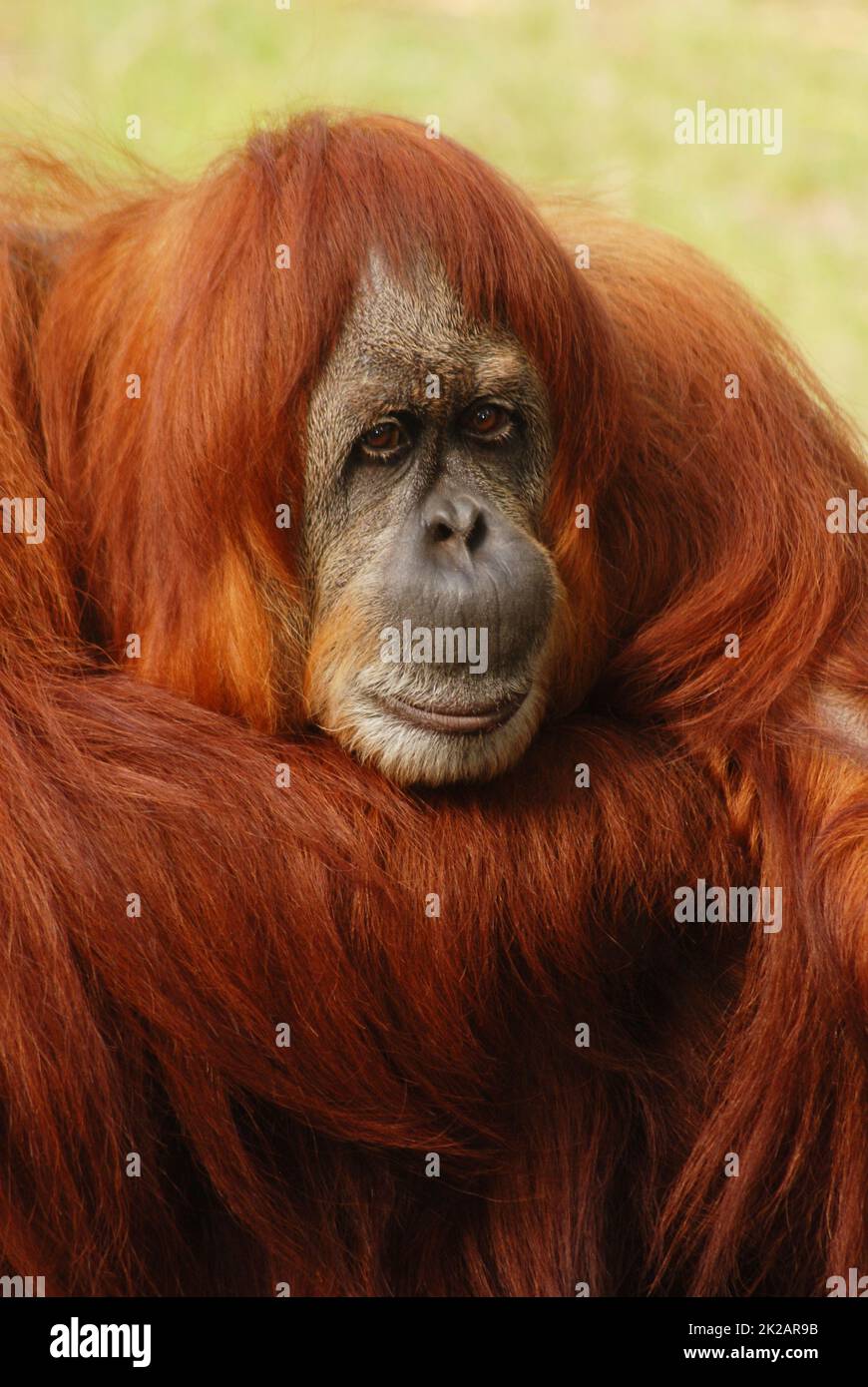 Porträt eines Orang-Utans, Regenwälder von Borneo und Sumatra, Pongo pygmaeus, trauriger, nachdenklicher Gesichtsausdruck, geschützte Arten Stockfoto