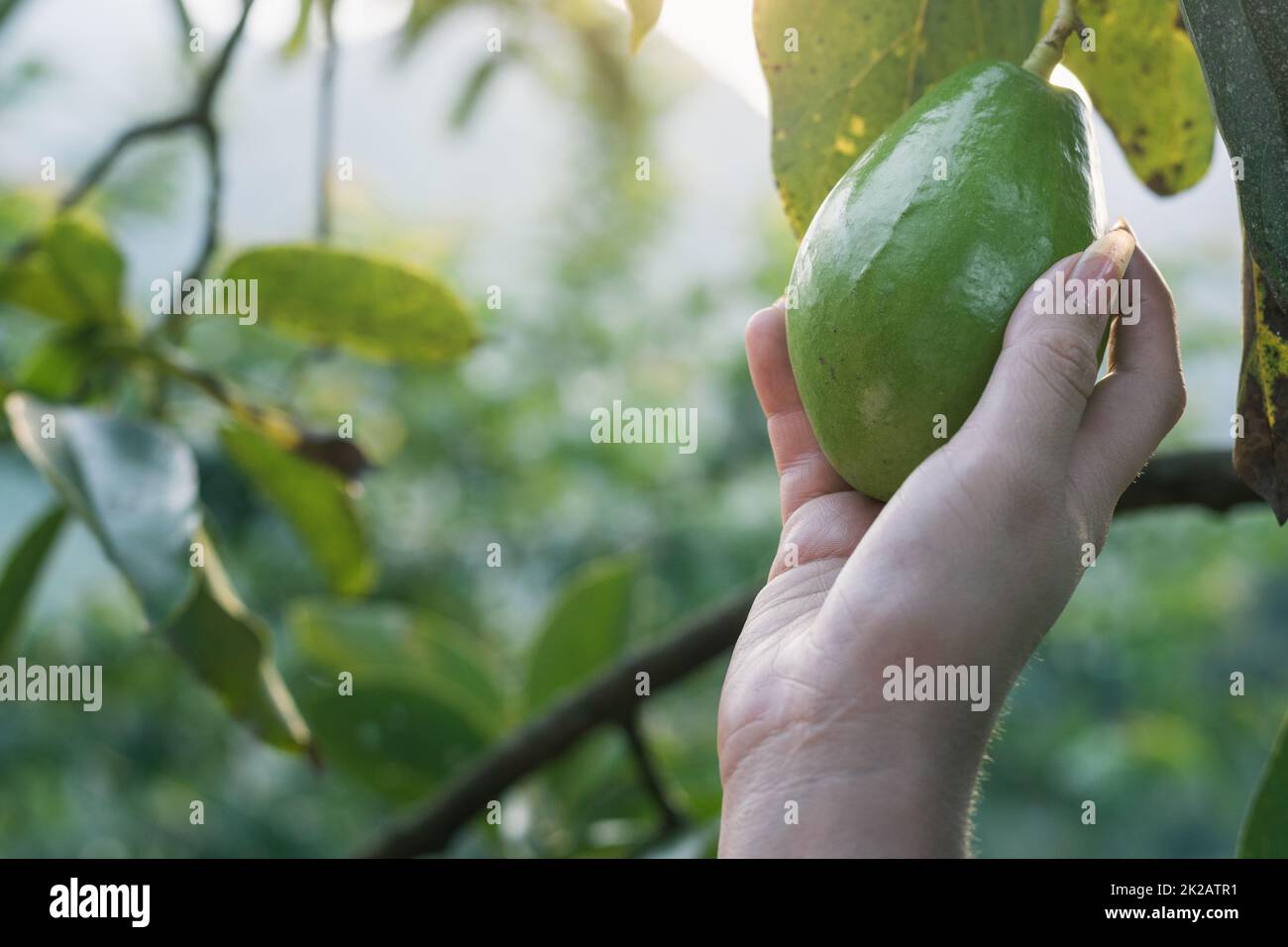 Nahaufnahme eines lateinischen Bauernmädchen, das eine Papelillo-Avocado direkt vom Baum ergatbt, um sie als Gesundheitsnahrung zu konsumieren. goldener Sonnenuntergang im Hintergrund mit viel Platz Stockfoto