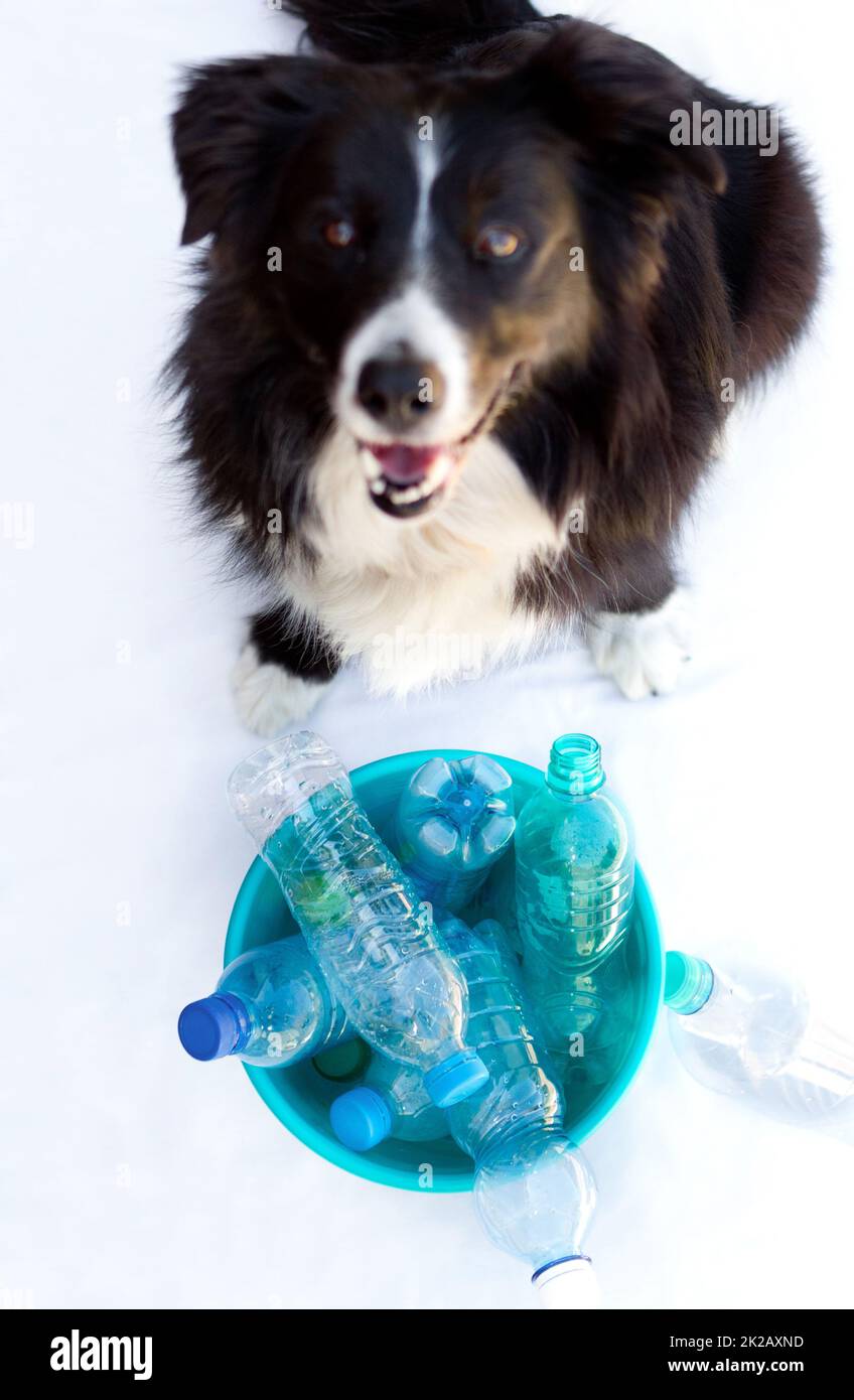 Sich um die Umwelt zu schützen. Porträt eines Hundes, der vor einem Behälter voller leerer Flaschen sitzt. Stockfoto