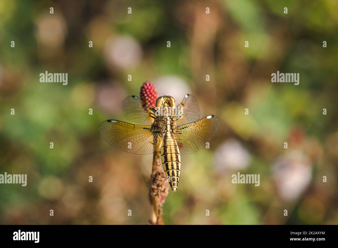 Gelbe Libellen befinden sich auf dem Pollen roter Blüten in der Natur. Stockfoto