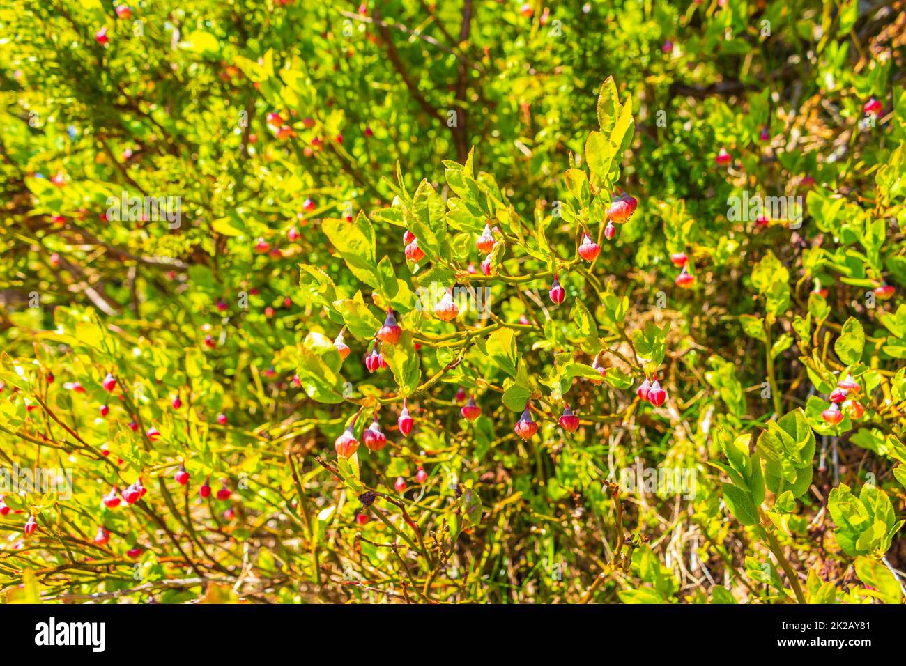 Wilde Moospflanzen Blumen in den Vavatn Lake Mountains Hemsedal Norway. Stockfoto