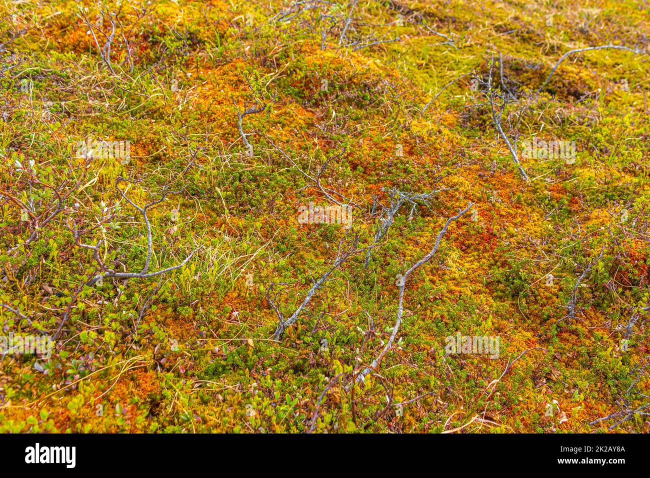 Wilde Moospflanzen Blumen in den Vavatn Lake Mountains Hemsedal Norway. Stockfoto