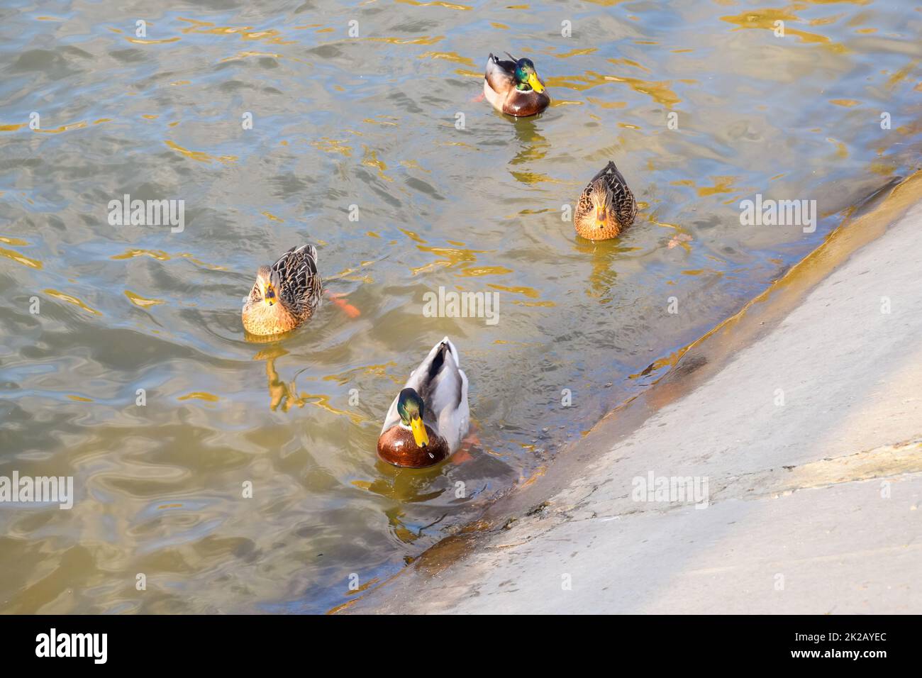 Enten schwimmen im Teich. Wilde Stockente. Drakes und weiblich Stockfoto