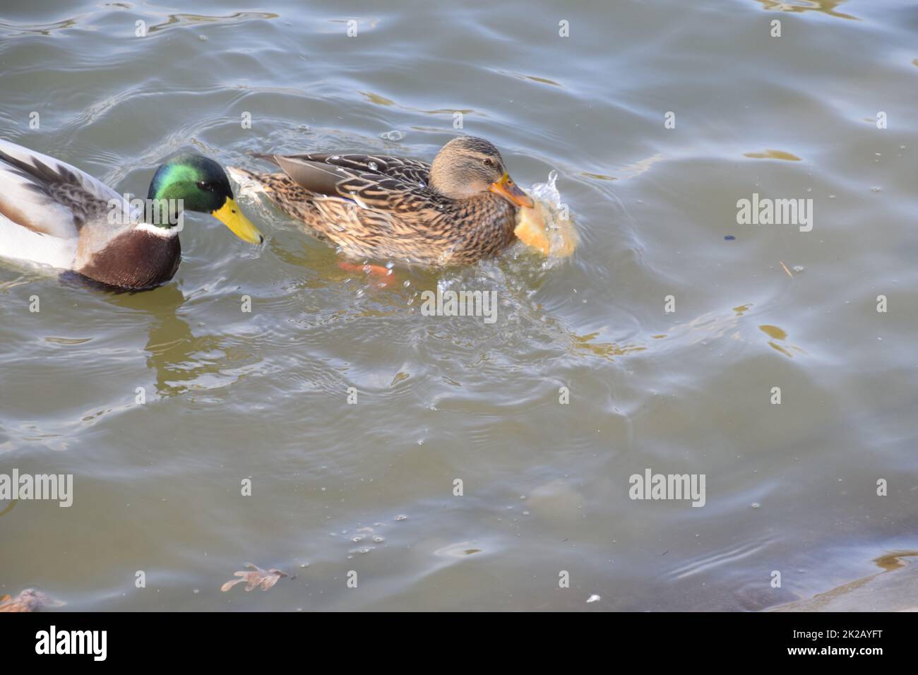 Enten schwimmen im Teich. Wilde Stockente. Drakes und Weibchen Stockfoto