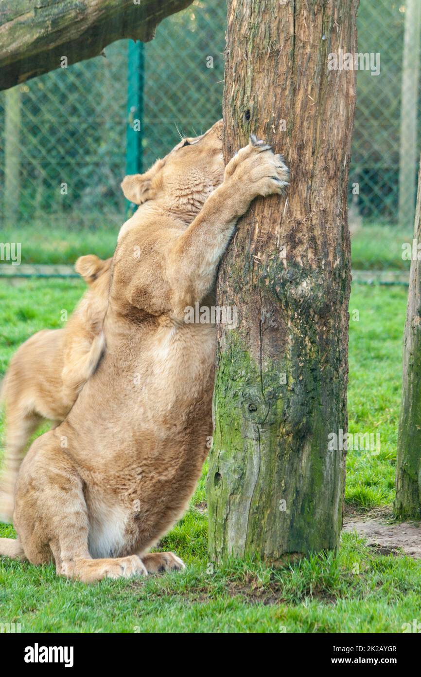 Vertikale Aufnahme eines weiblichen Löwen, der sich an einem Baum festklammert Stockfoto