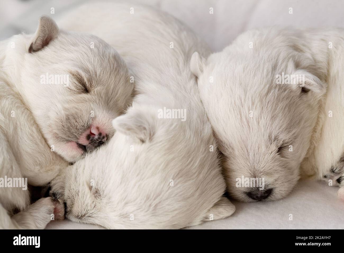 Nahaufnahme der süßen, weißen Welpen, die schlafen, während sie dicht nebeneinander auf einer Couch liegen Stockfoto