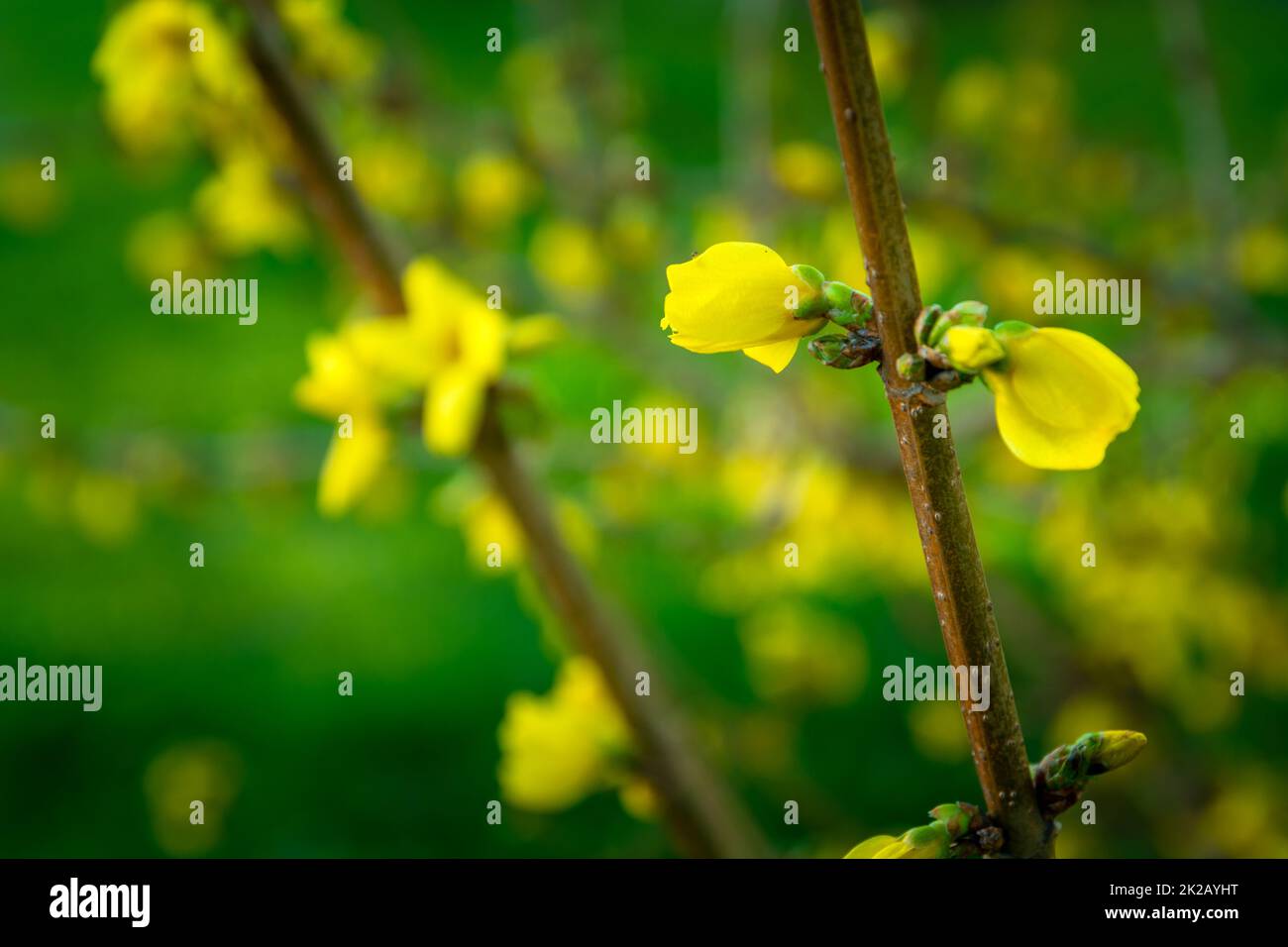 Gelbe Forsythienblumen auf einem Zweig Stockfoto
