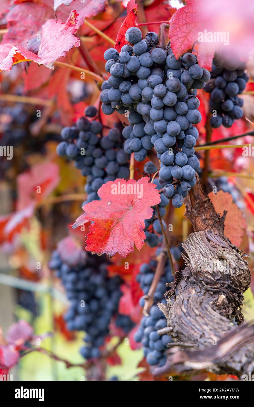 Blaue Trauben Alibernet im Herbst Weinberg, Südmähren, Tschechische Republik Stockfoto