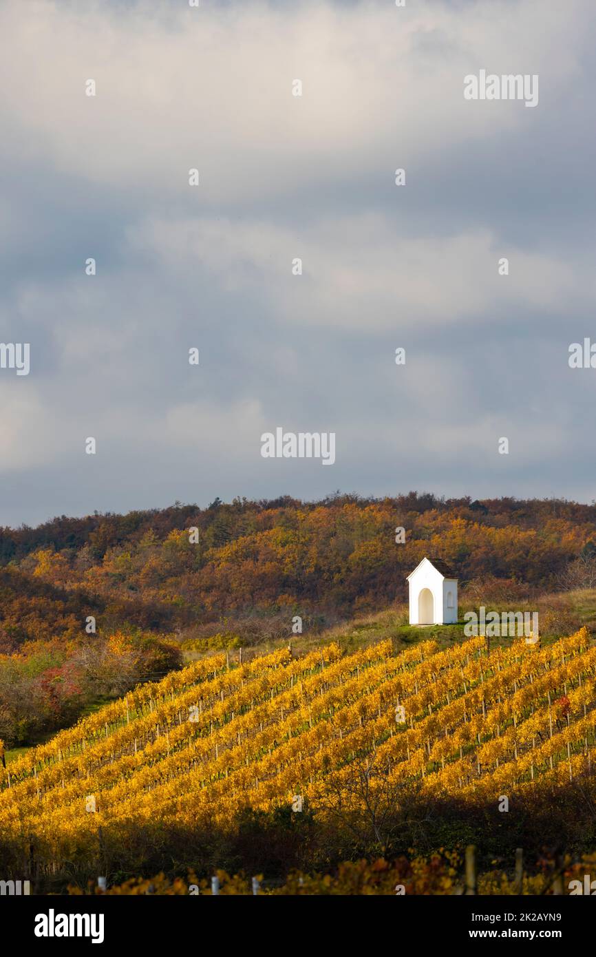 Herbstweingarten bei Hnanice, Region Znojmo, Südböhmen, Tschechien Stockfoto