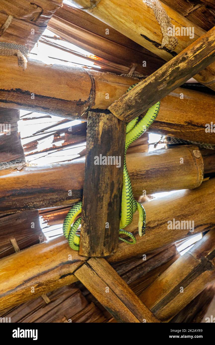 Schlange auf dem Bambusdach auf Koh Phangan in Thailand. Stockfoto