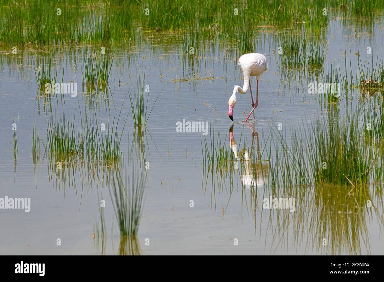 Großer Flamingo, Phoenicopterus roseus, Nahrungssuche in flachem Wasser. Stockfoto