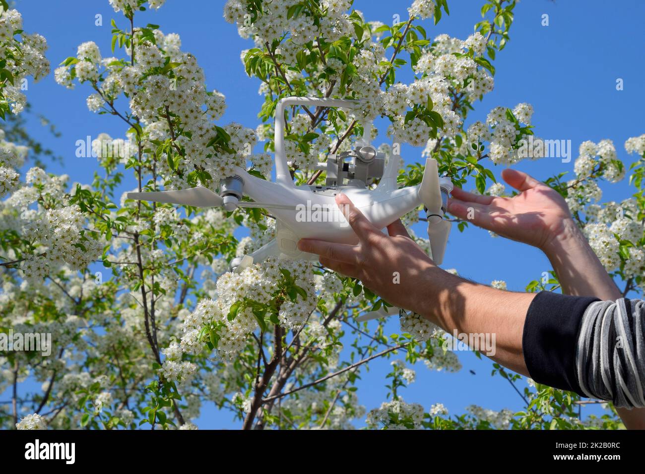 Quadrocopter DJI Phantom 4 ist auf dem Zweig der blühenden Kirschpflaume. Stockfoto