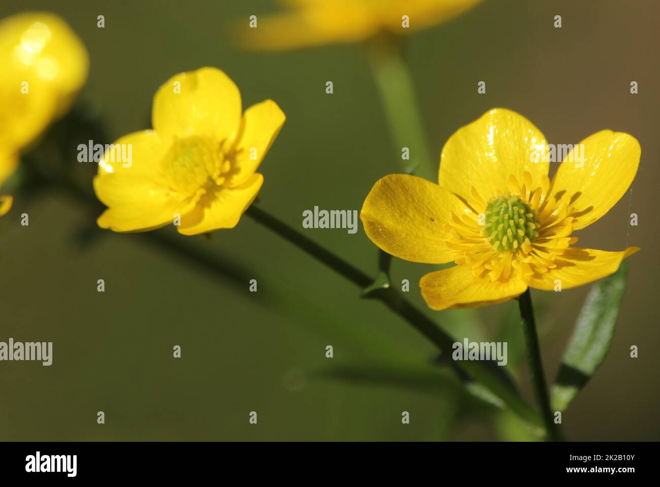 Texas Wildflower Yellow Buttercup Ranunculus bulbosus - Knollenbauch Buttercup Stockfoto