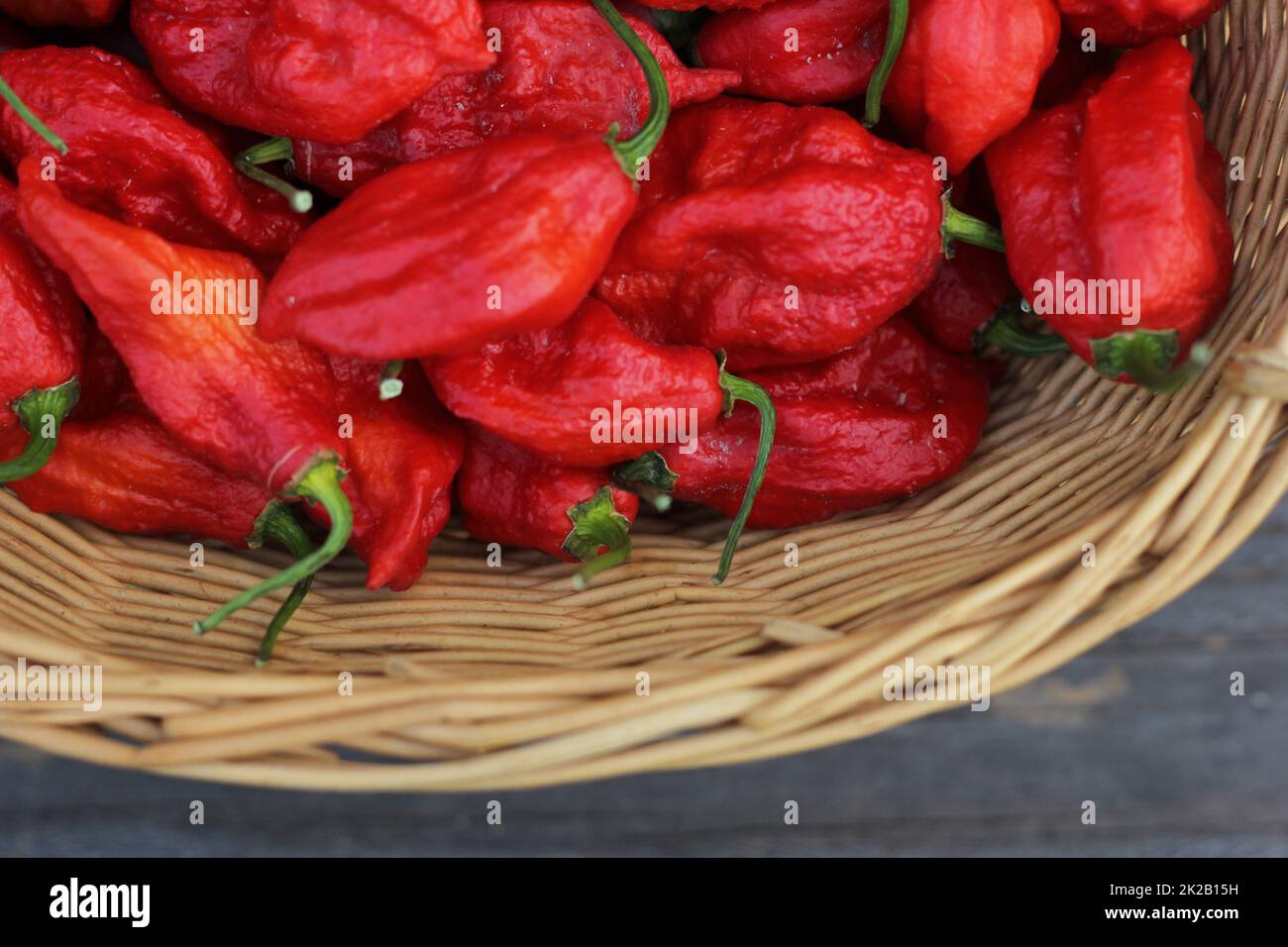 Korb mit frischen Bhut Jolokia Ghost Chili Peppers auf dem Land Bauernmarkt Stockfoto