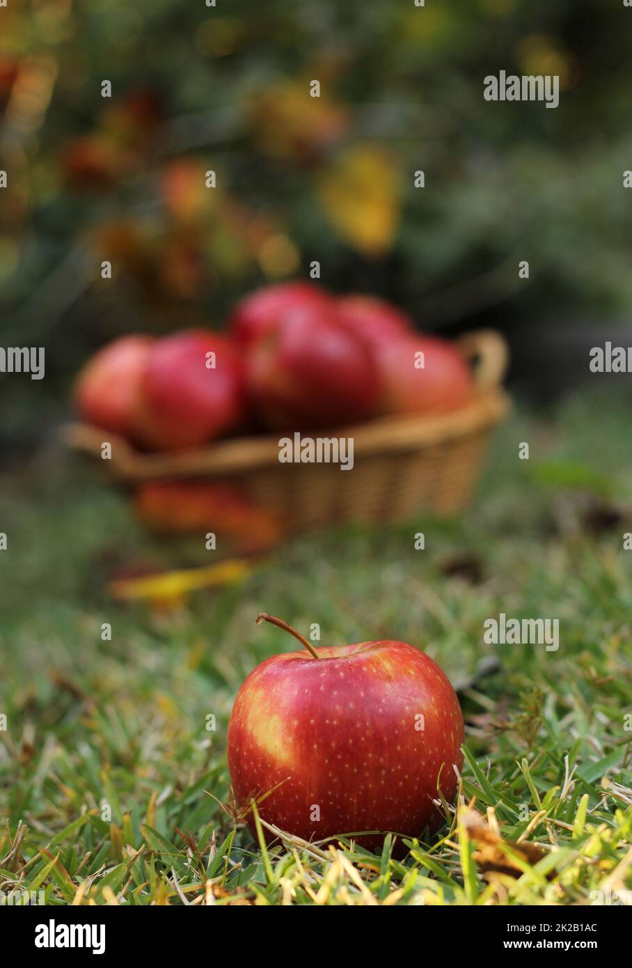 Korb mit roten Äpfeln im Freien im Herbst Stockfoto