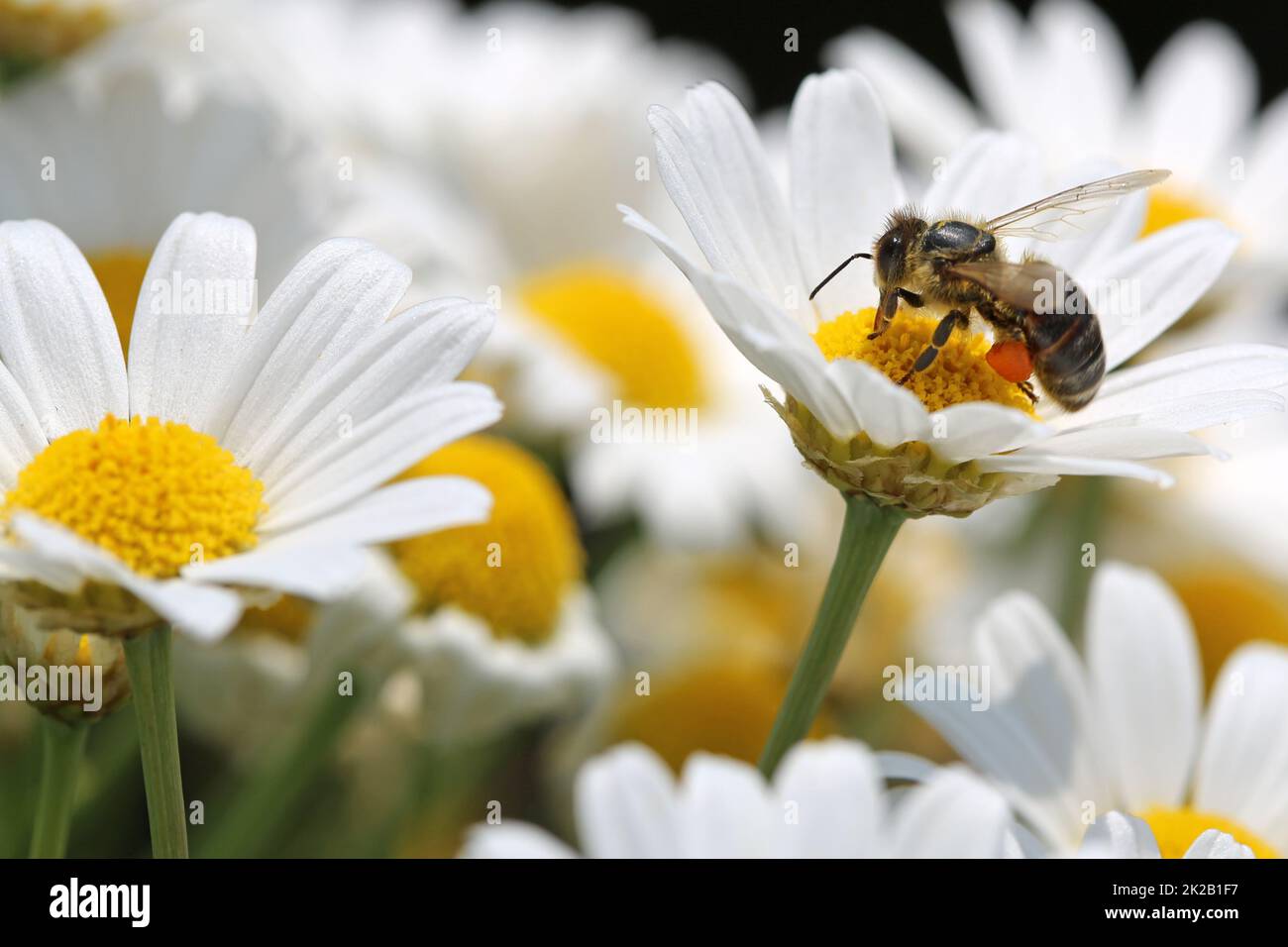 Biene auf Oxeye Daisy Stockfoto