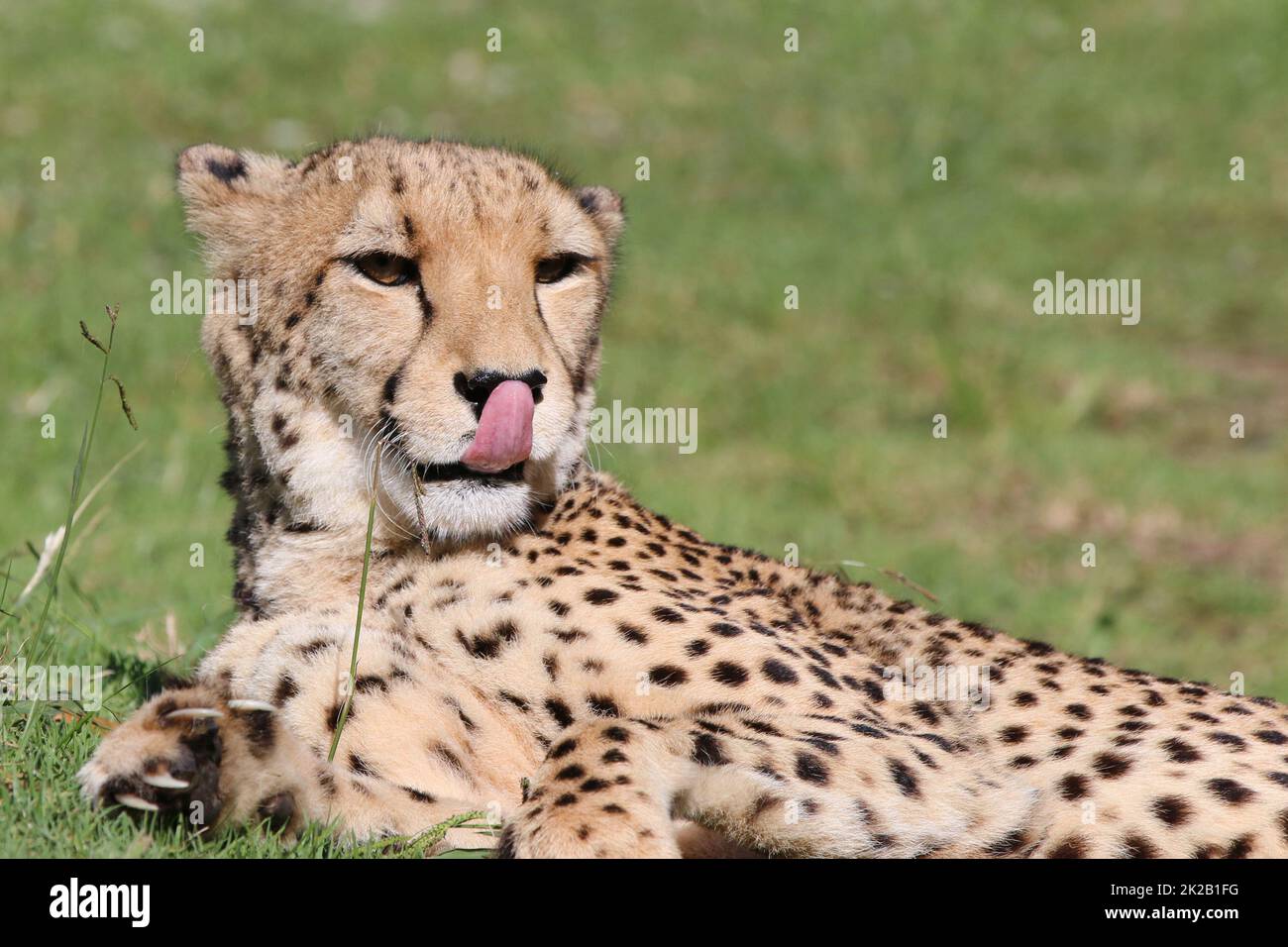 Geparden in Südafrika Stockfoto