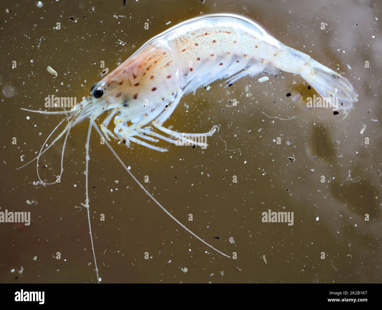 Nahaufnahme eines Amano-Shrimps in einem Aquarium. Stockfoto