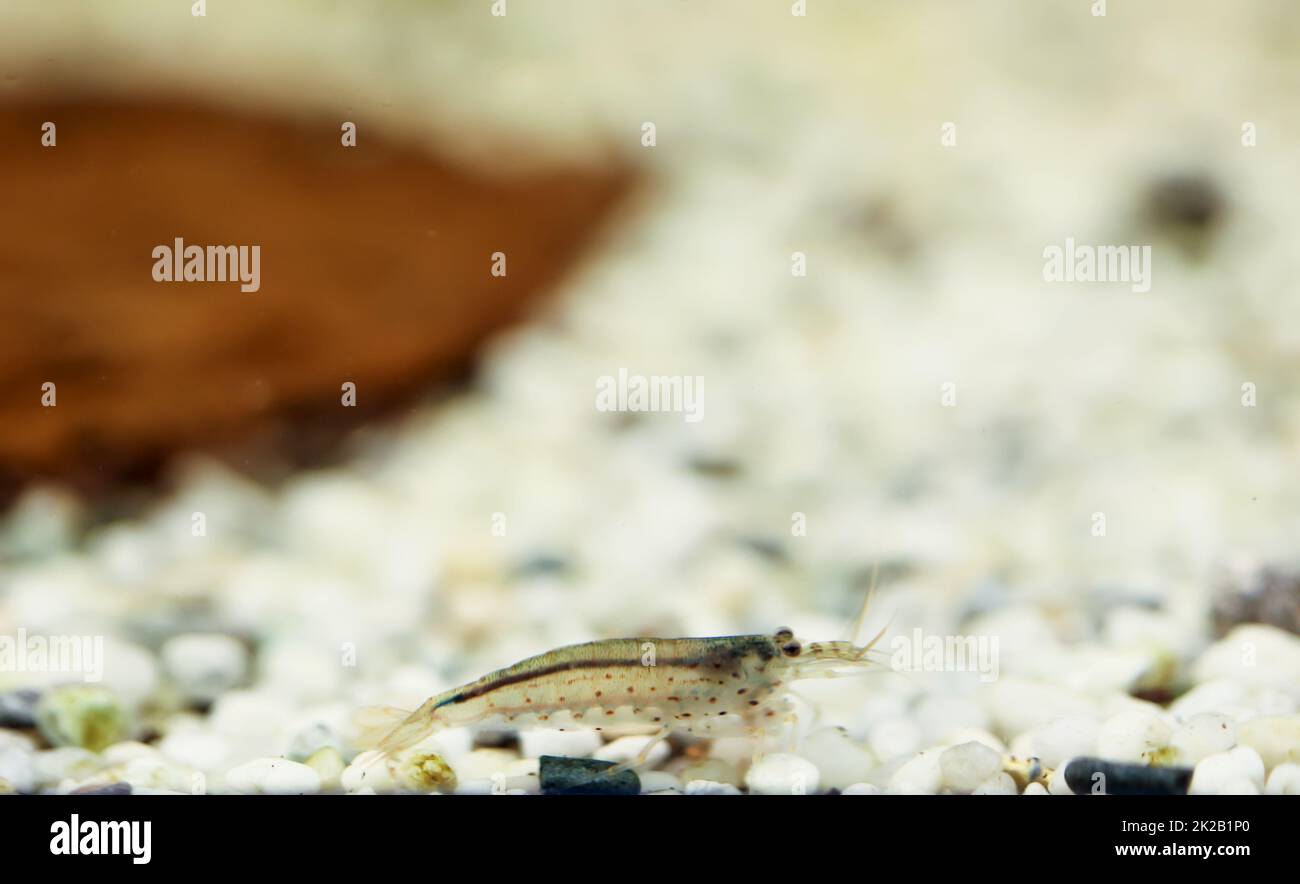 Nahaufnahme eines Amano-Shrimps in einem Aquarium. Stockfoto
