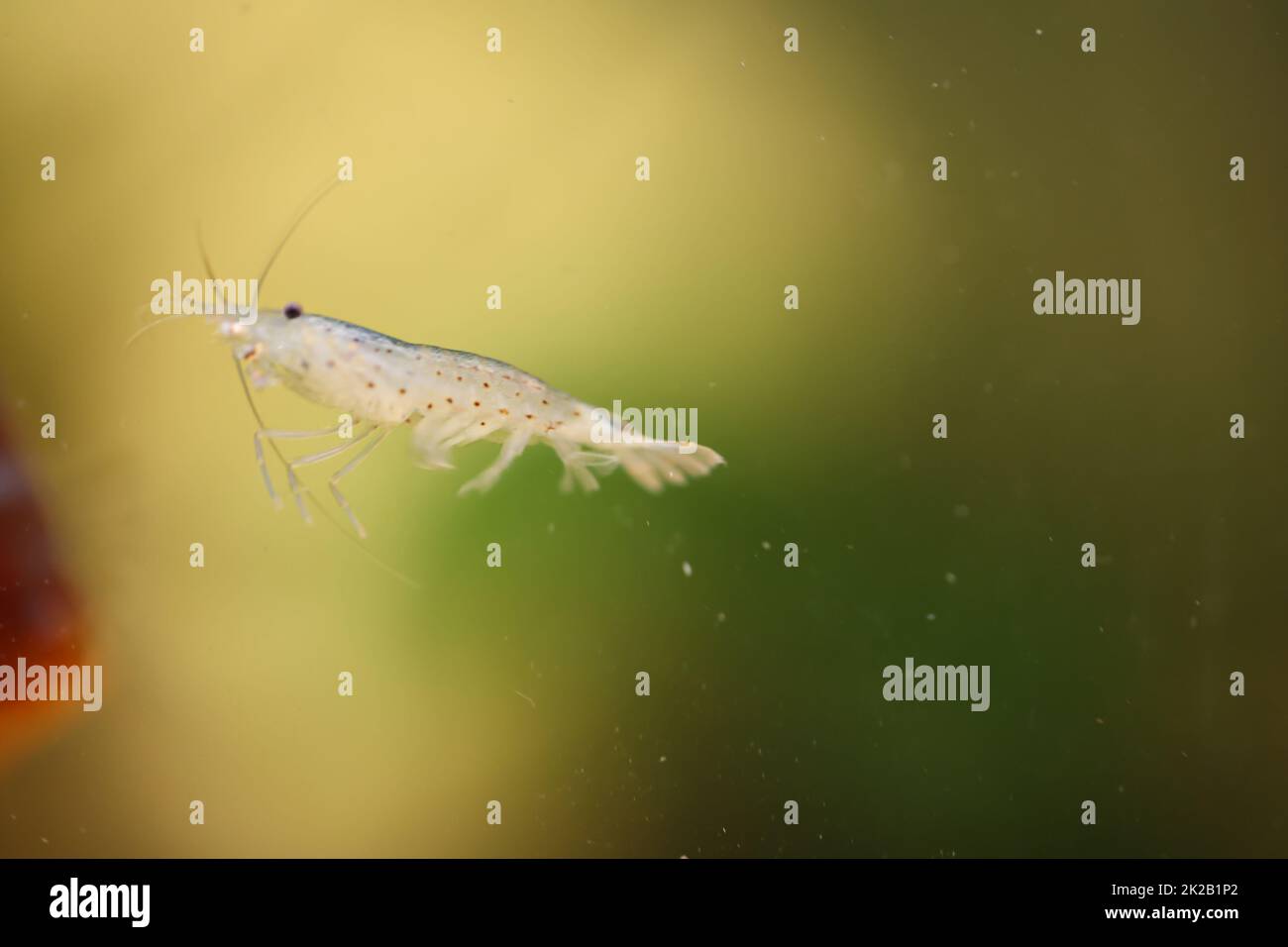 Nahaufnahme eines Amano-Shrimps in einem Aquarium. Stockfoto
