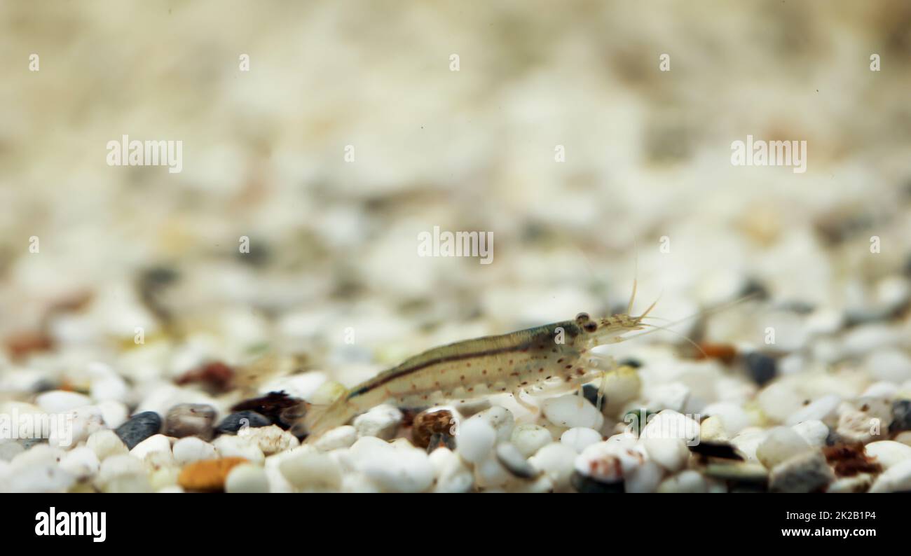 Nahaufnahme eines Amano-Shrimps in einem Aquarium. Stockfoto