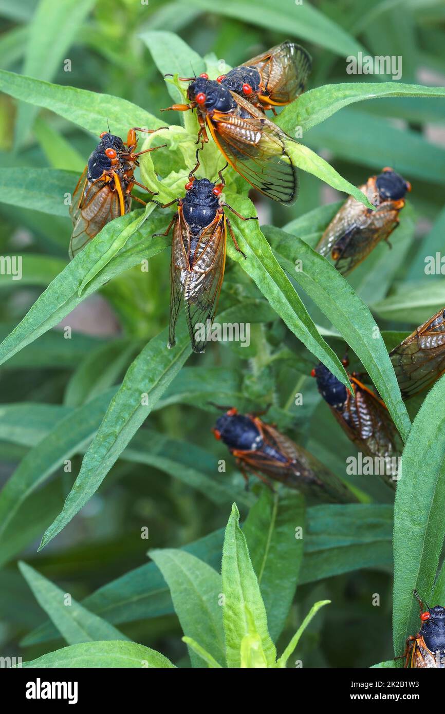 Nahaufnahme erwachsener Pharaon-Cicads Stockfoto