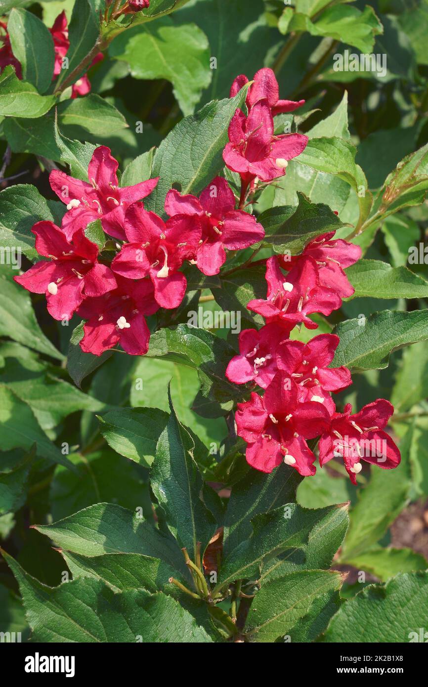 Weigela busch Fotos und Bildmaterial in hoher Auflösung Alamy