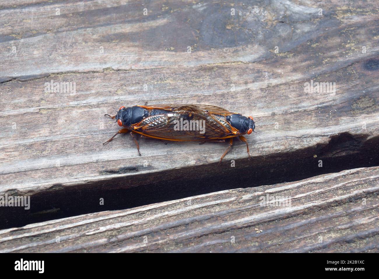 Paarungsart und weiblich von Pharaon cicadas Stockfoto