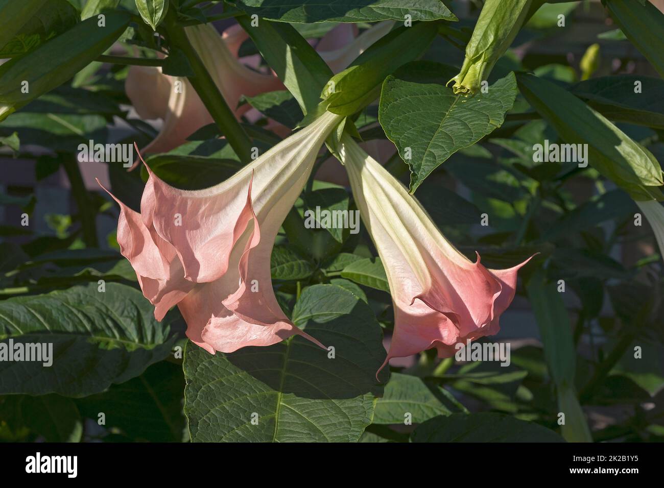 Nahaufnahme von Engels Trompetenblumen. Stockfoto