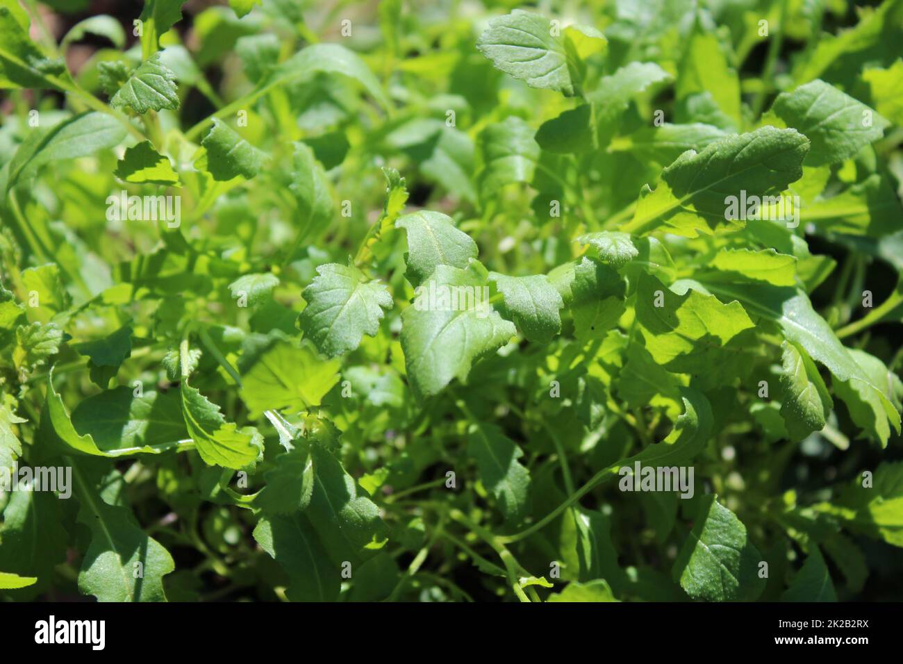 wasabi-Rucola im Garten Stockfoto