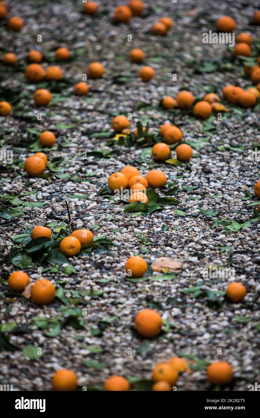 Reife Mandarinenorangen liegen auf dem Boden Stockfoto