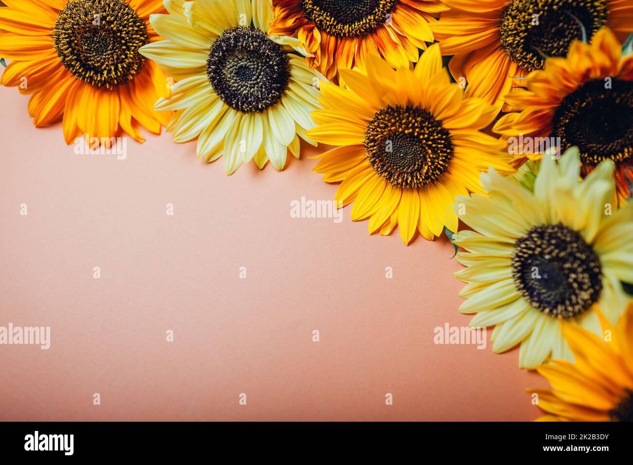 Ein Haufen gelb-orange Limettensonnenblumen auf braunem Hintergrund. Gruppe von Herbstblüten im Sommer. Platz Stockfoto