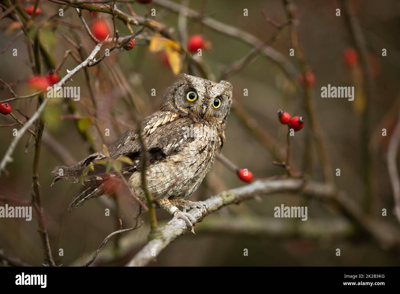 Eurasian scops Owl (Otus scops scops) - kleine Eule auf einem Ast im herbstlichen Wald, ihr natürlicher Lebensraum Stockfoto