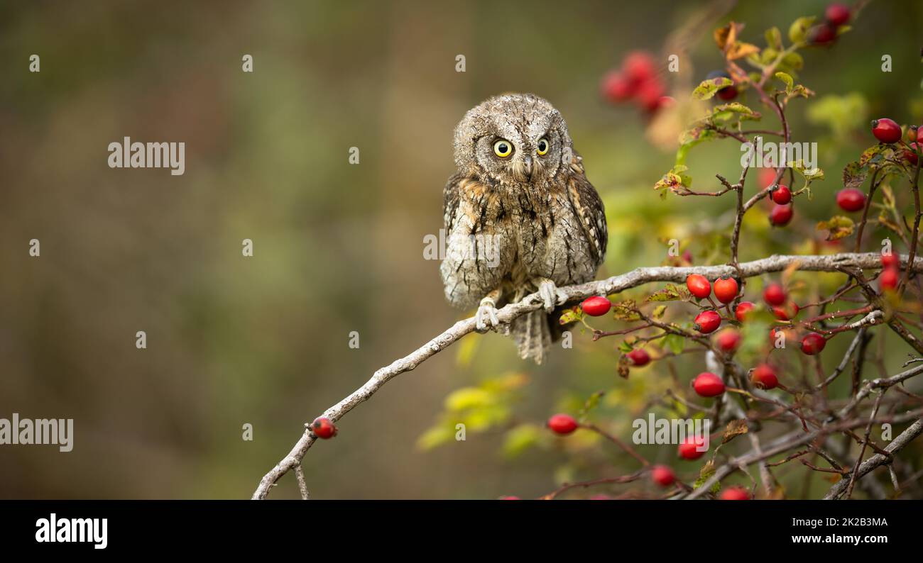 Eurasian scops Owl (Otus scops scops) - kleine Eule auf einem Ast im herbstlichen Wald Stockfoto