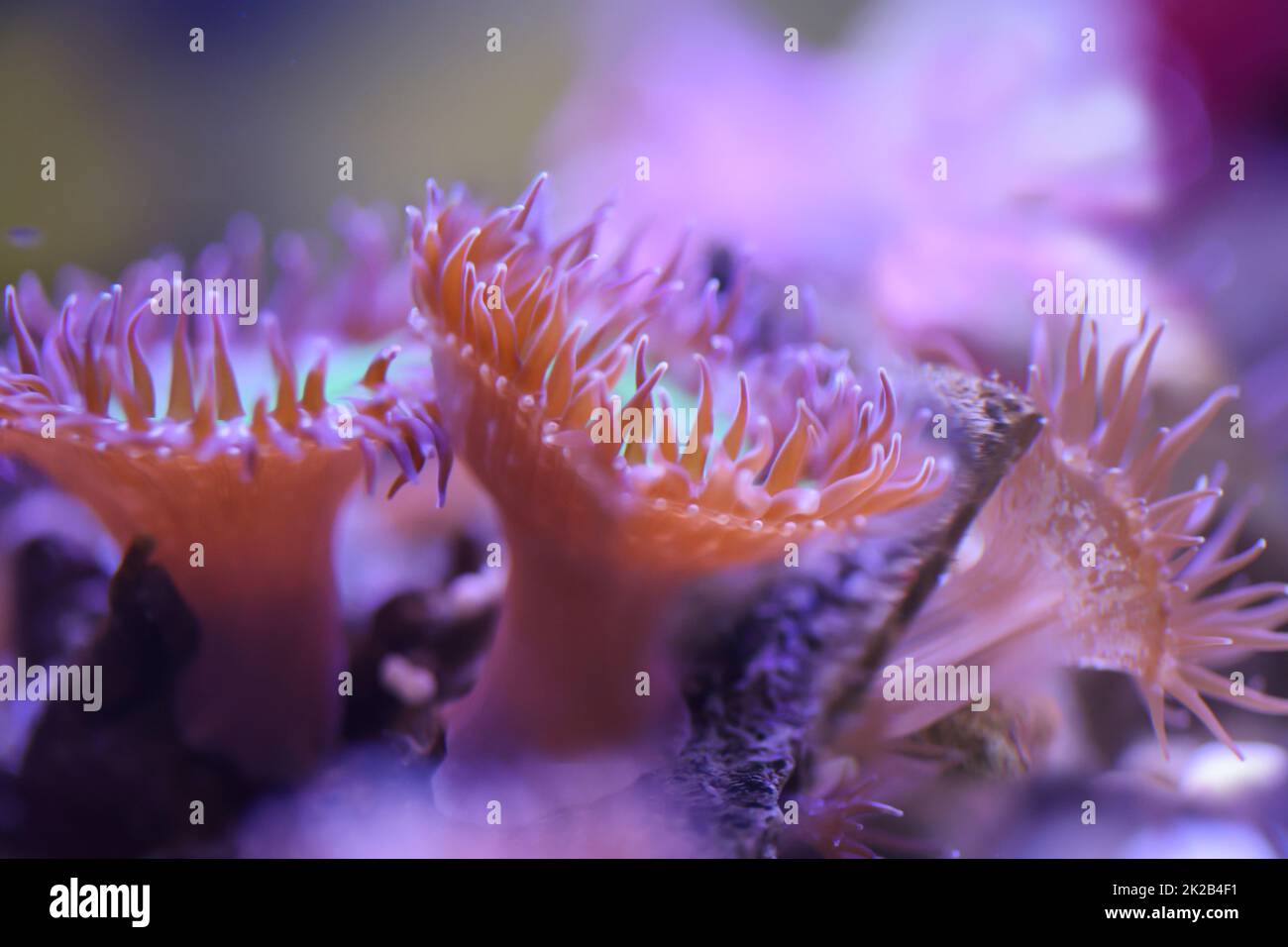 Eine Koralle in einem Salzwasseraquarium. Stockfoto